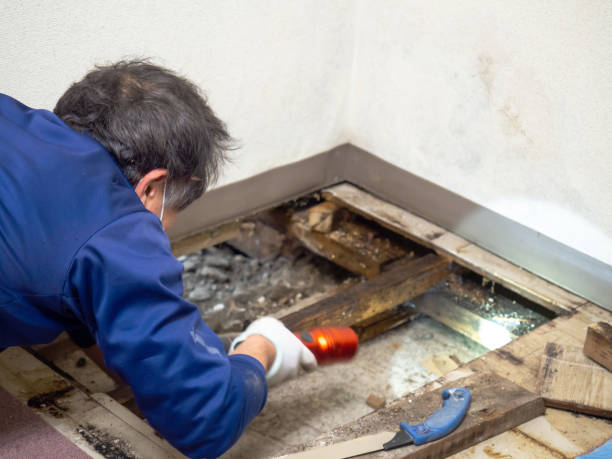 Best Same-Day Mold Removal  in Greenville, VA