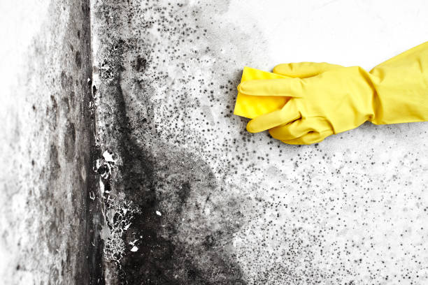 Best Mold Testing  in Greenville, VA