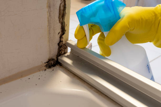 Best Attic Mold Removal  in Greenville, VA