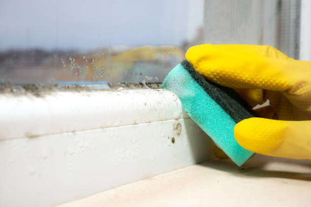 Professional Mold Removal in Greenville, VA