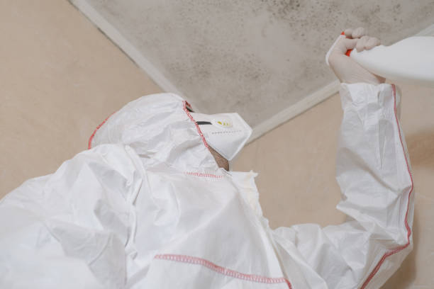 Reliable Greenville, VA Mold Removal Solutions