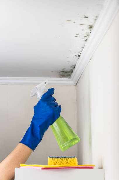 Best Commercial Mold Removal  in Greenville, VA