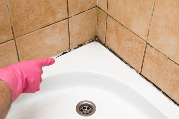 Best Best Mold Removal Companies  in Greenville, VA